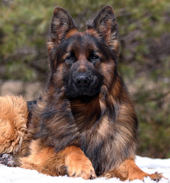 what foods are good and bad for dogs